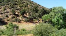 Deer Ranch Deer Ranch