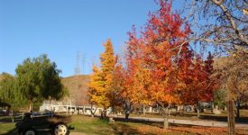 Amberwood Grove Ranch Amberwood Grove Ranch