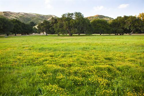 Golden Oak Ranch