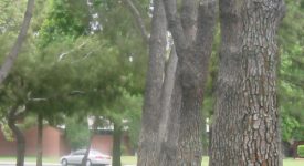 Newhall Park Newhall Park