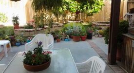 Back Yard Back Yard