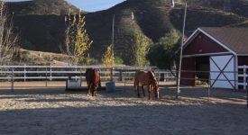 Carousel Ranch Carousel Ranch